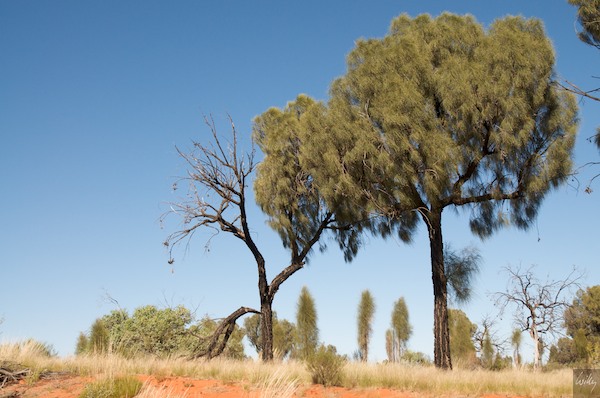 AustraliaAdelaide 10  139